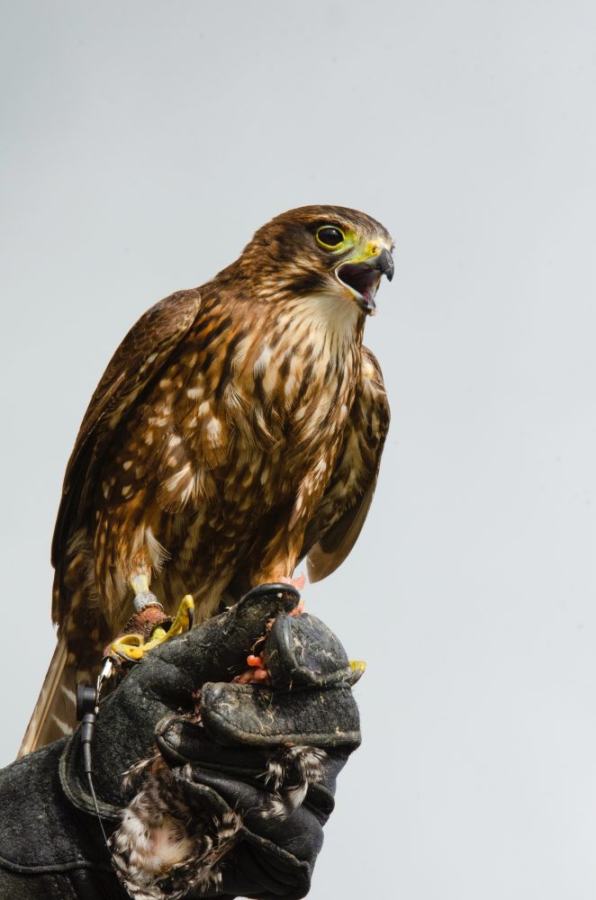 NZ Birds of Prey, NZ Falcon, Harrier