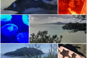 A matou Moana: Auckland’s oceans, their wonders and beyond!
