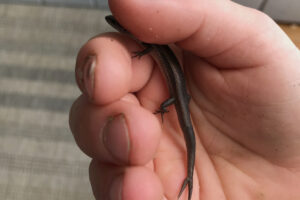 My two-tailed skink find!