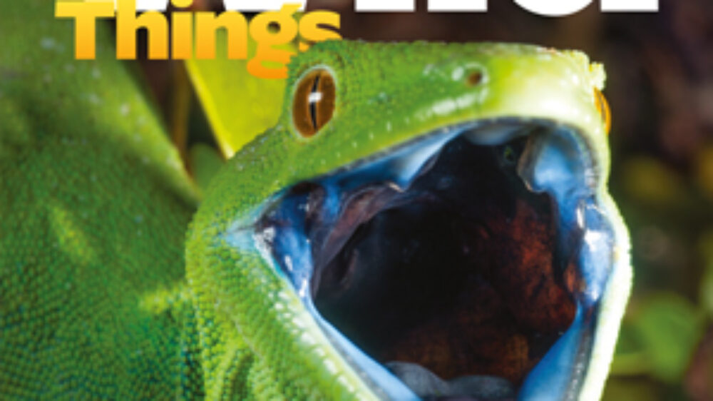 KCC_WildThings_155_Winter_2022_cover-S