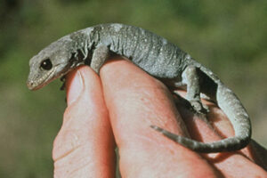 NZ Reptile A to Z