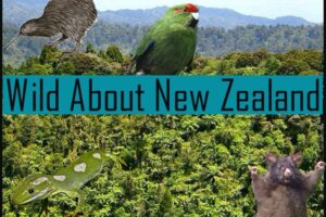 Elijah’s Youtube Channel – Wild about New Zealand