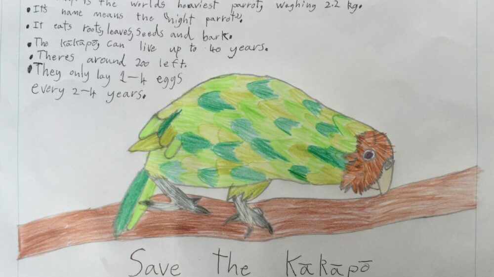 Jasper kakapo facts