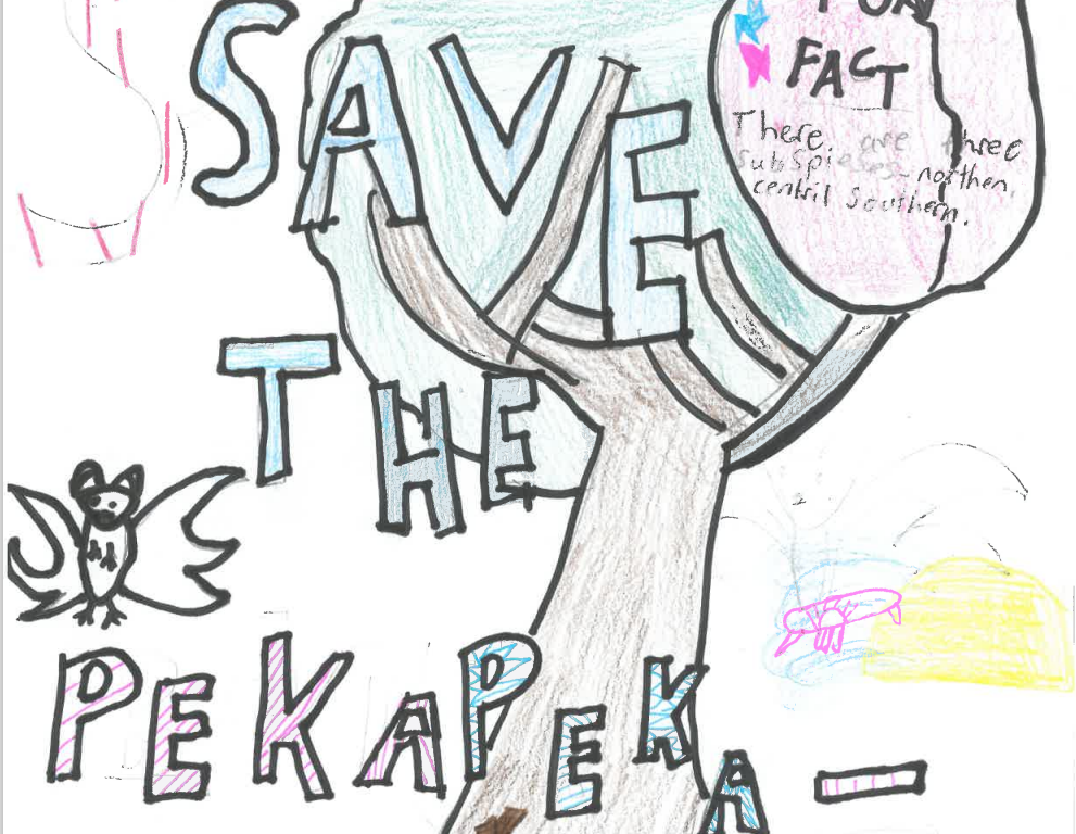 Pekapeka stories from Te Mata School