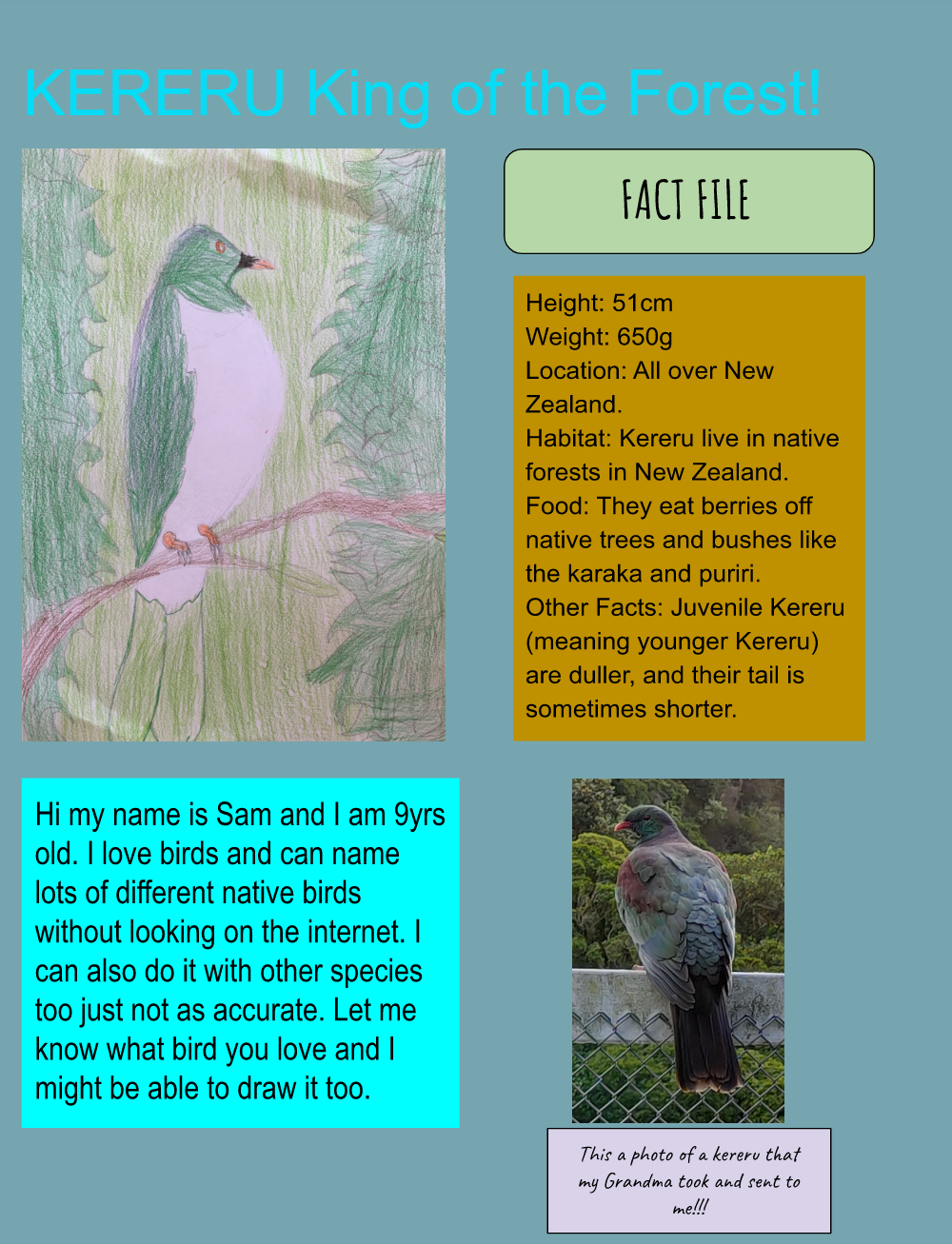 Kererū: King of the forest – Kiwi Conservation Club