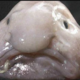 About the funny looking blobfish