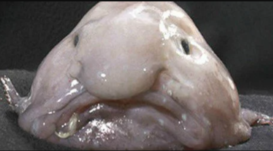 About the funny looking blobfish
