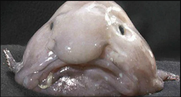 A funny Blob Fish : r/AnimalsBeingFunny