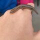 Tailless skink find