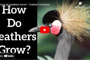 How do feathers grow?
