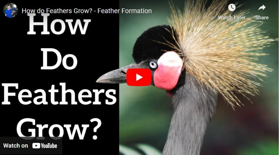 How do feathers grow?