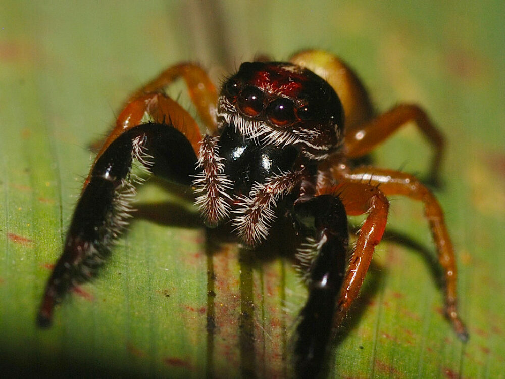 black headed jumping spider