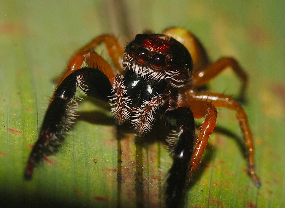 Spiders of New Zealand – Kiwi Conservation Club