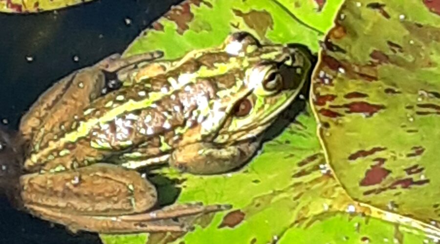 Ribbit! A Green and Golden Bell Frog