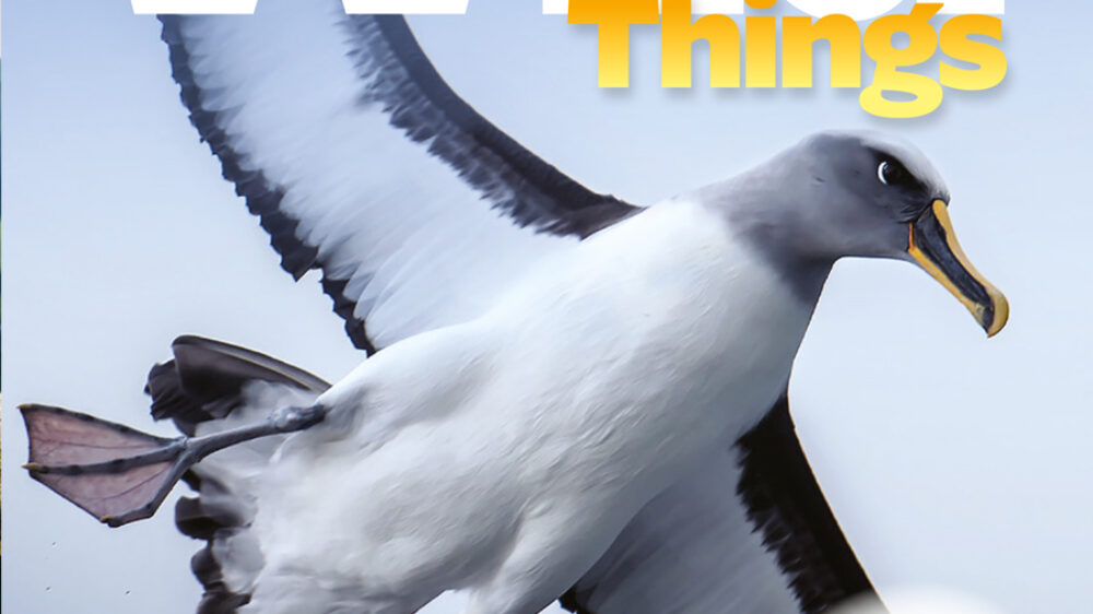 KCC_WildThings_166_Winter_2025_cover